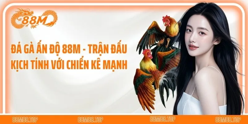 Đá Gà Ấn Độ 88M - Trận Đấu Kịch Tính Với Chiến Kê Mạnh