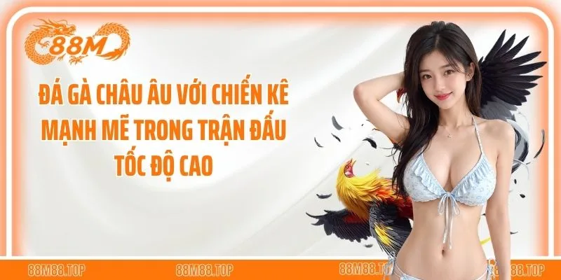 Đá gà châu Âu với chiến kê mạnh mẽ trong trận đấu tốc độ cao
