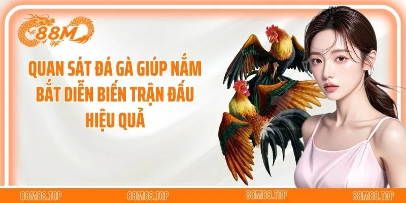 Quan sát đá gà giúp nắm bắt diễn biến trận đấu hiệu quả