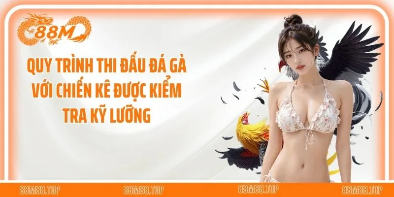 Quy trình thi đấu đá gà với chiến kê được kiểm tra kỹ lưỡng