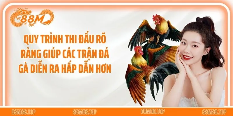 Quy trình thi đấu rõ ràng giúp các trận đá gà diễn ra hấp dẫn hơn
